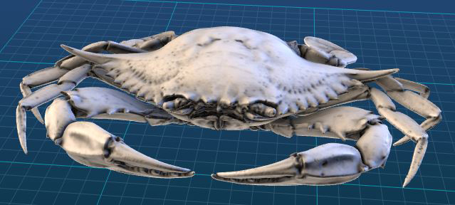 3D model of a blue crab