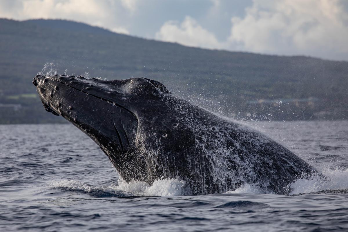 The head of a humpback whale surfaces from the ocean, with a hilly coastline in the background