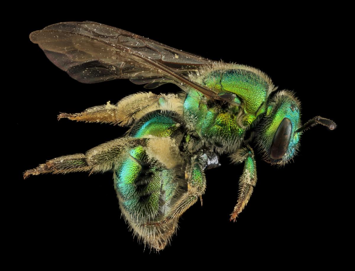 Profile of metallic-green bee against a black background