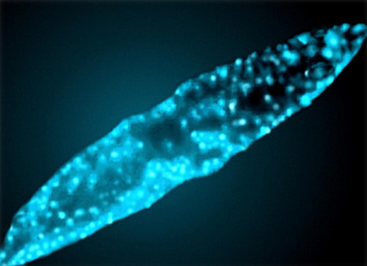 A glowing, light blue oval-shaped phytoplankton against a black background