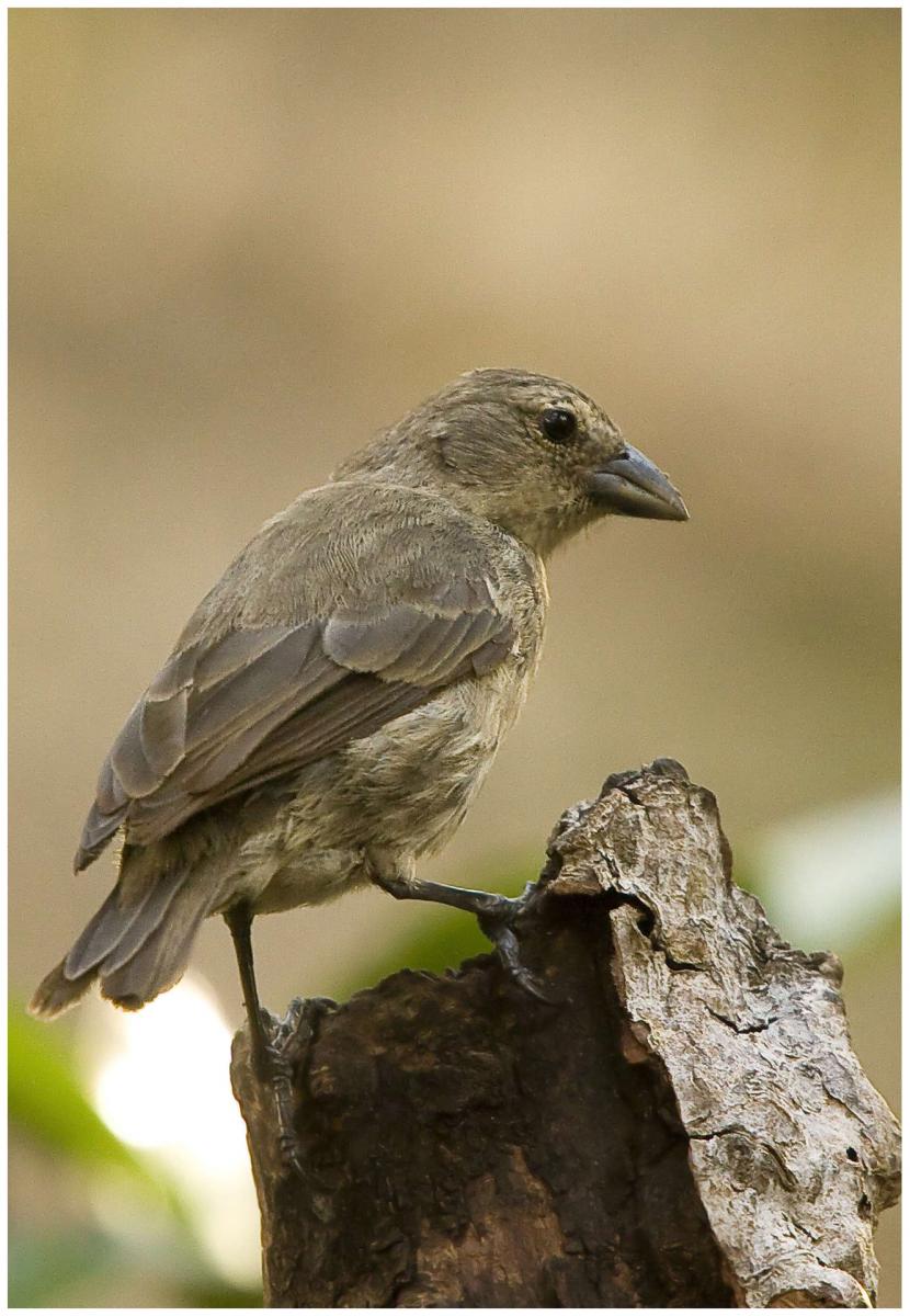 Small brown bird perched on a branch