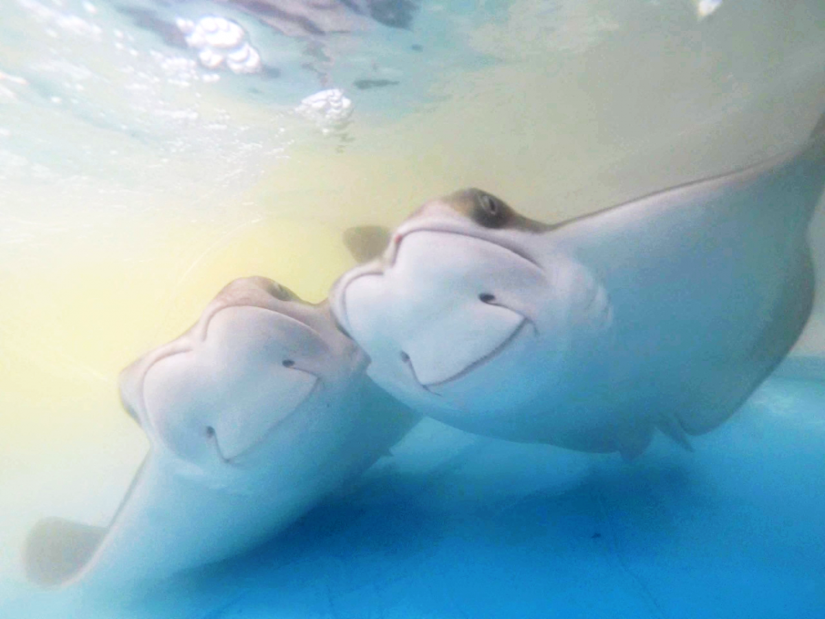 Underwater photo of two cownose rays swimming in tandem