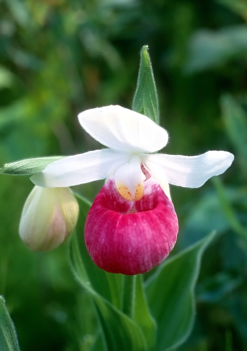 Orchid with five white petals and a bright pink lip shaped like a slipper. One of the white petals is barely visible behind the pink lip.