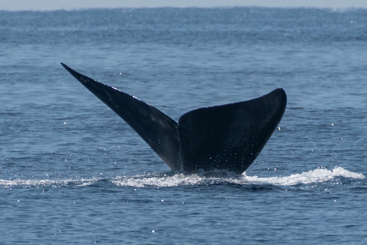 The black tail of a North Atlantic right whale breaches the surface of a blue ocean