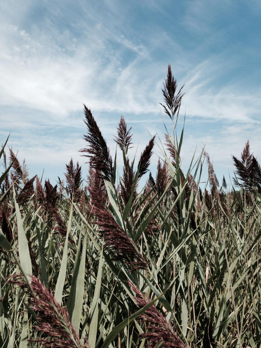 Green Phragmites reeds with brownish-purple tops