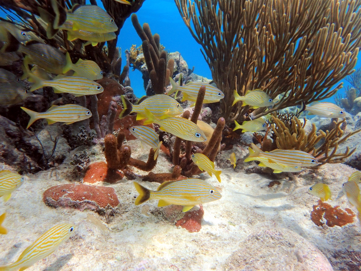 School of yellow fish with white stripes swims amid a reef in white sand