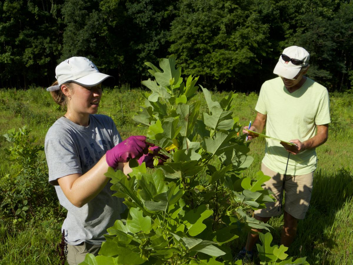 Two scientists in white baseball caps inspect a young tree sapling, which is about as tall as they are