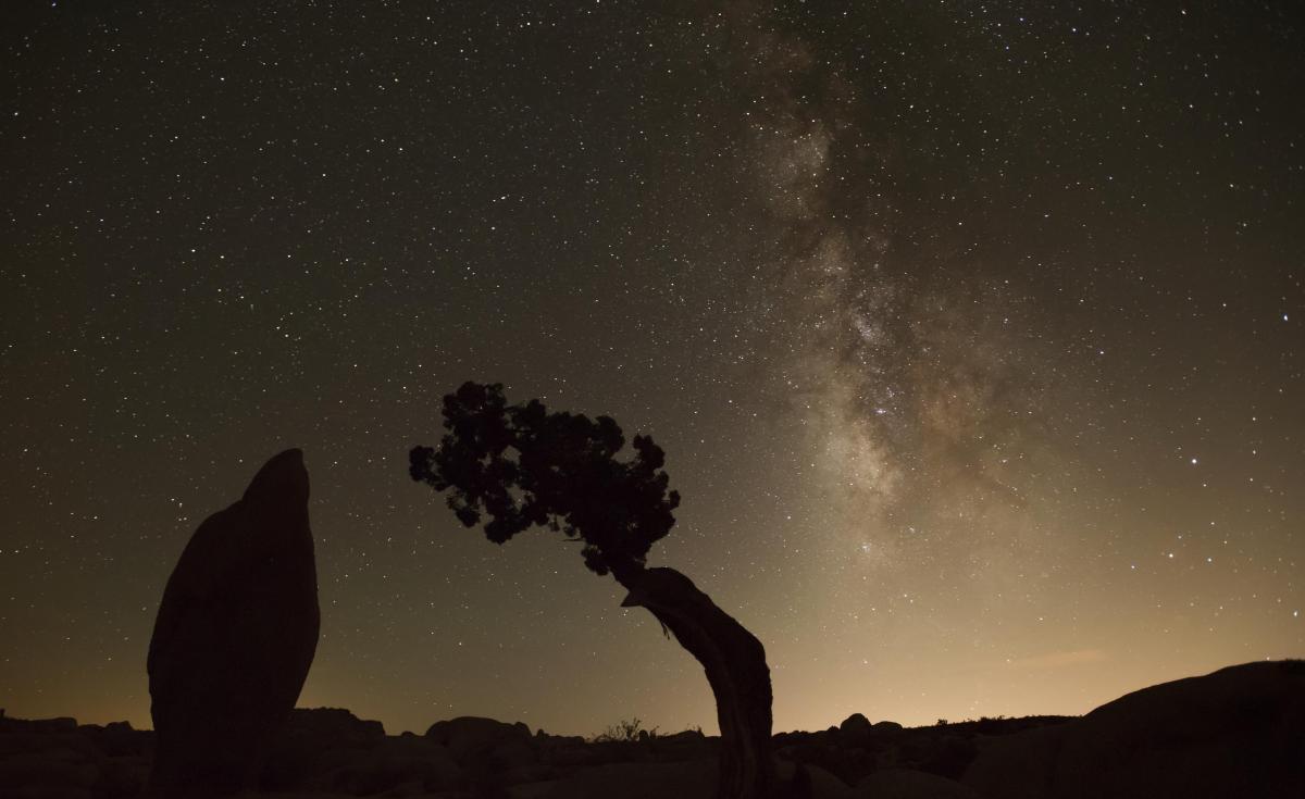 Two black trees in the desert, against a starry sky tinged with golden light near the horizon