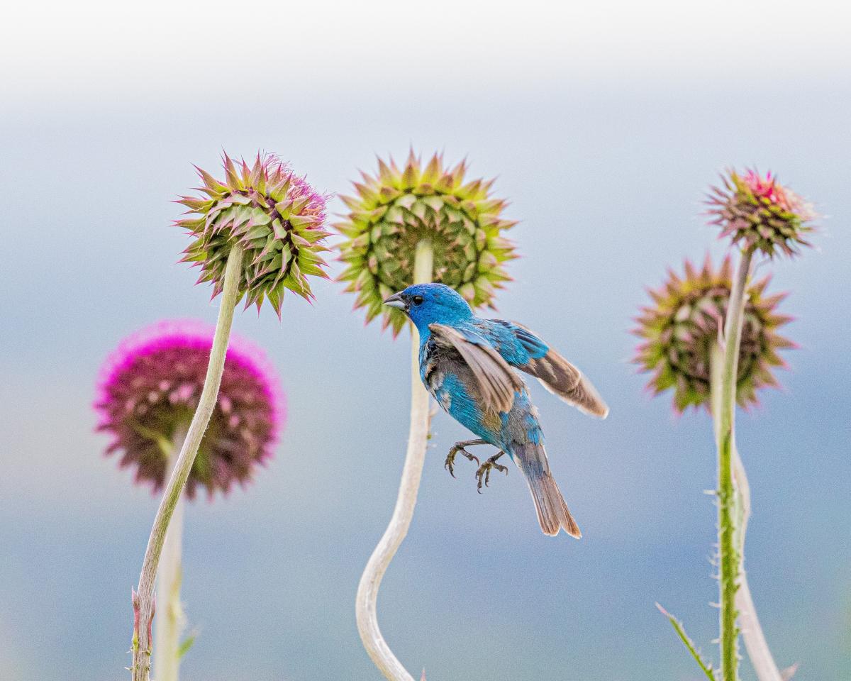 Blue bird with gray wings, flying amid five round, spiky thistle flowers