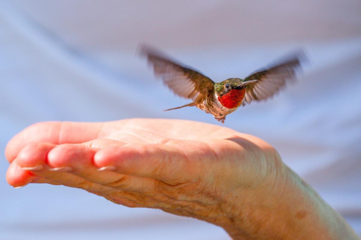 A hummingbird with a red throat and green head beats its wings, hovering just above an outstretched hand