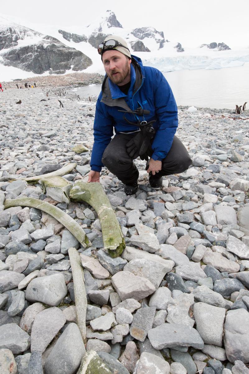 Man in blue coat kneeling on rocky beach beside large bones