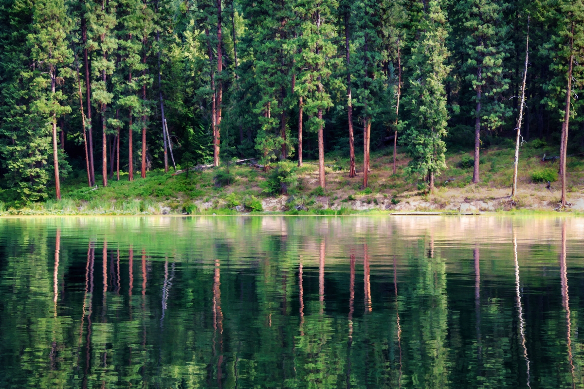 A forest of long, slender trees is perfectly reflected in the clear lake beside it