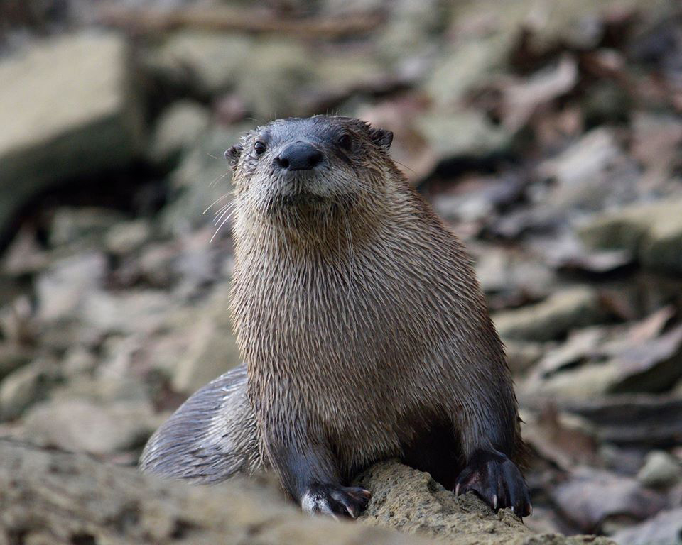 River otter on rocky beach