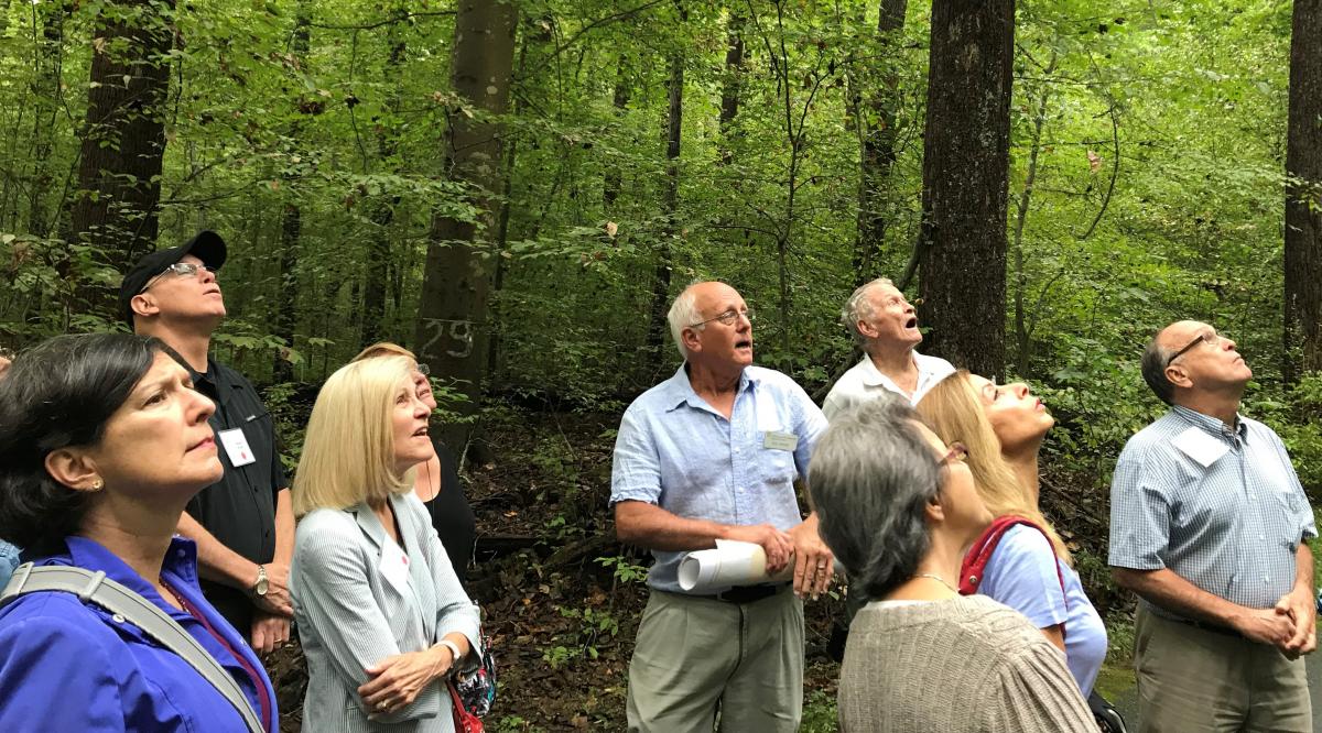 Group of adults in a forest, gazing up at treetops