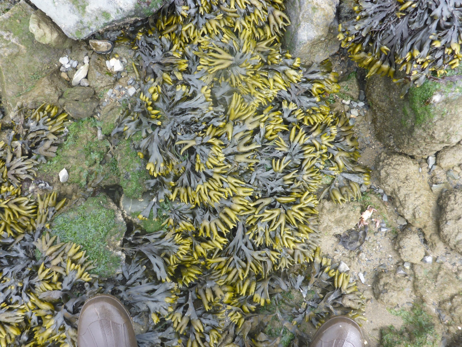 Thick bed of Fucus