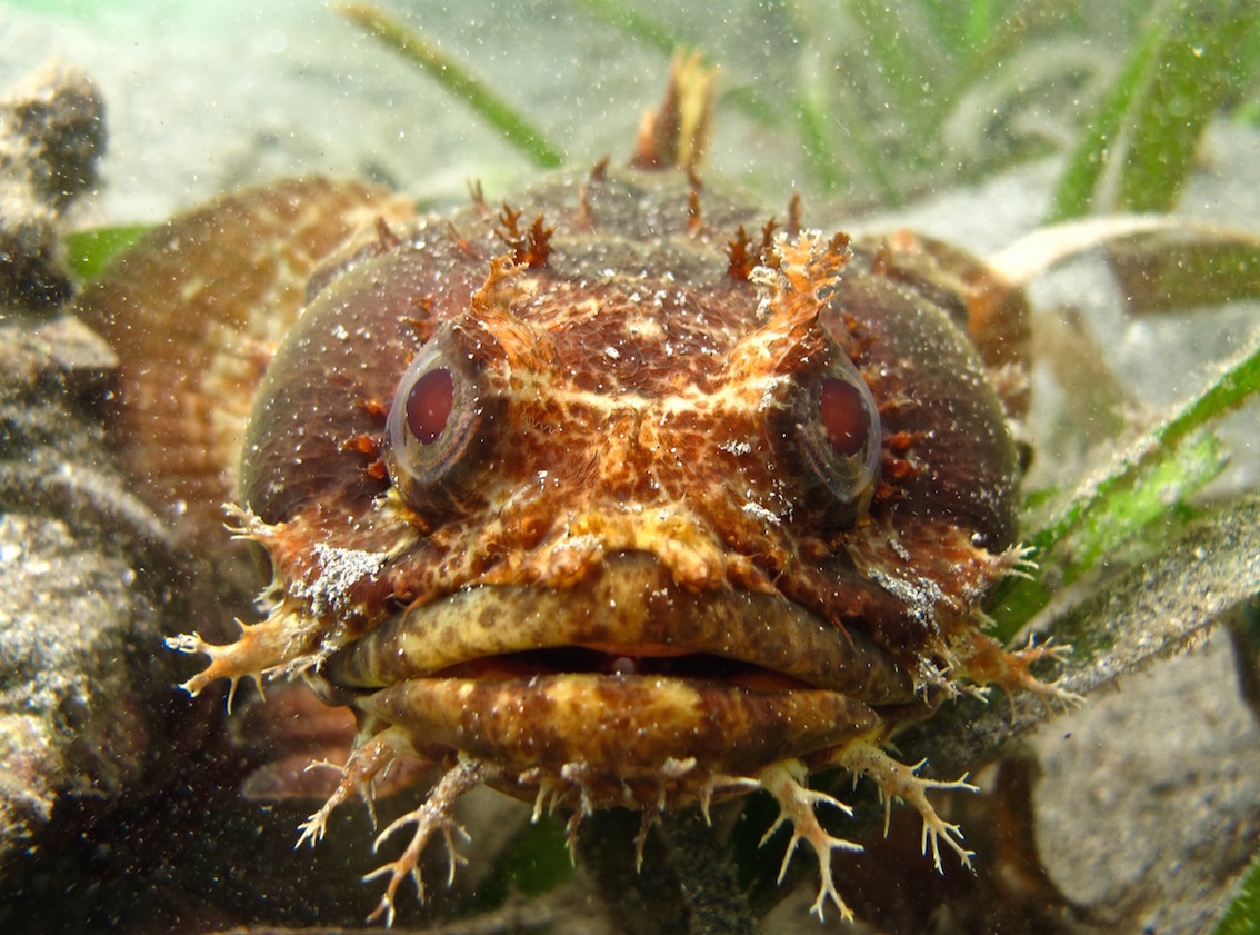 Bocon toadfish close-up