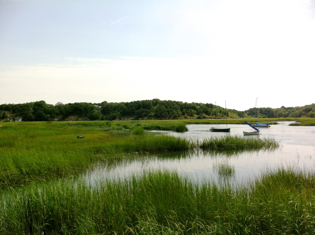 Cape marsh