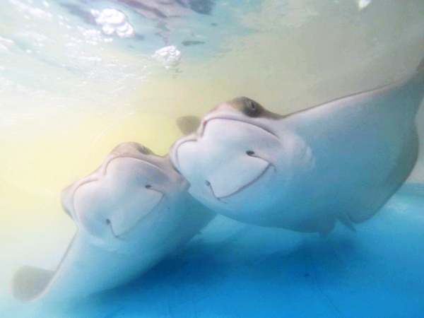 two cownose rays