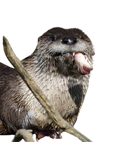 funny-otter.png
