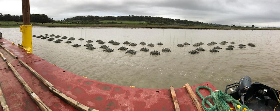 Construction of experimental oyster habitat at Giant Marsh, Point Pinole Regional Shoreline in Richmond, CA. 