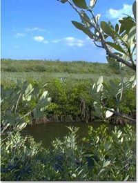 Plants in Smithsonian Marine Station