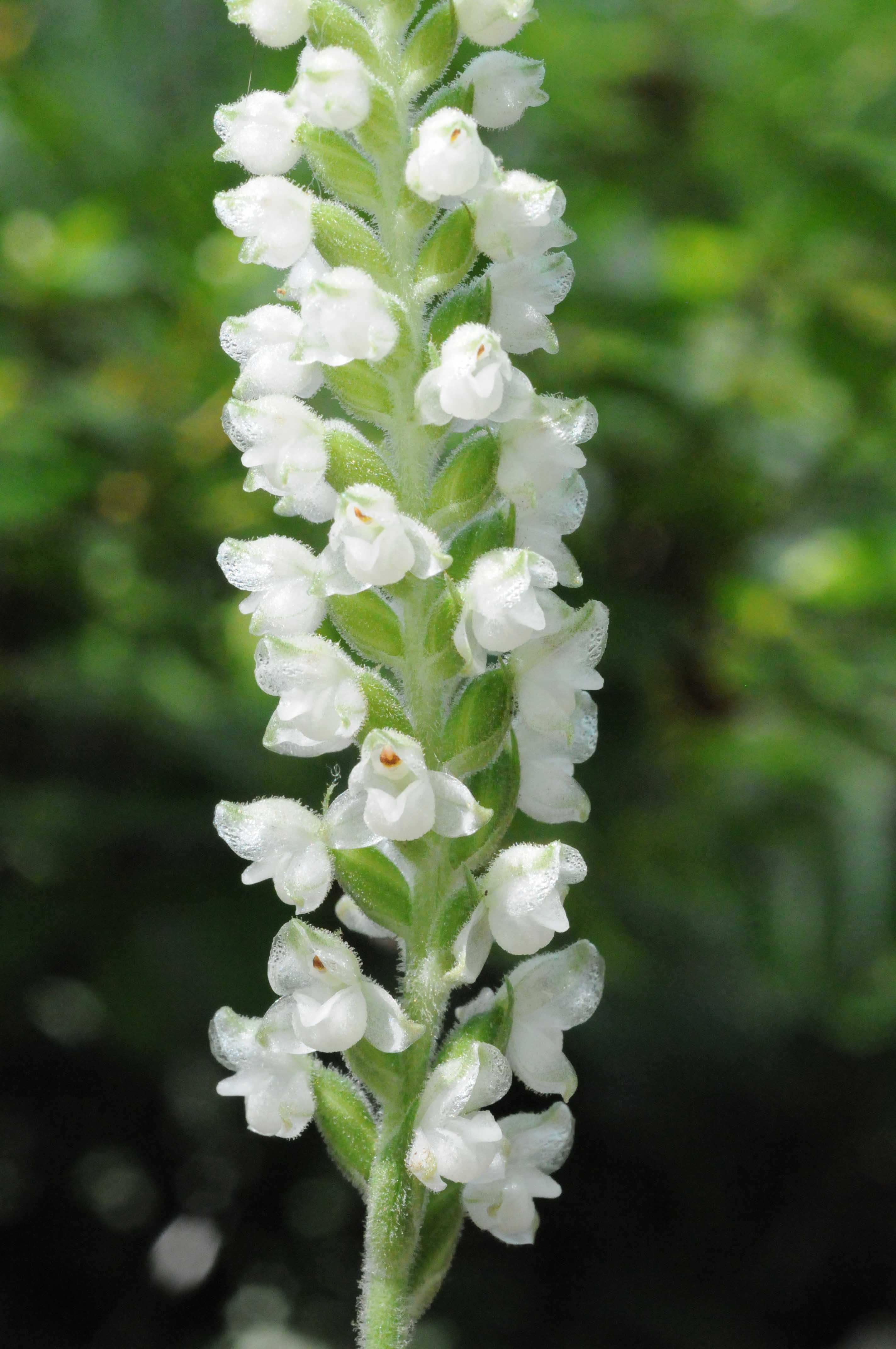 White flowers of downy rattlesnake plantain orchid