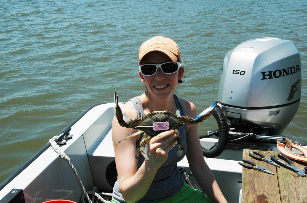 Scientist with tagged blue crab