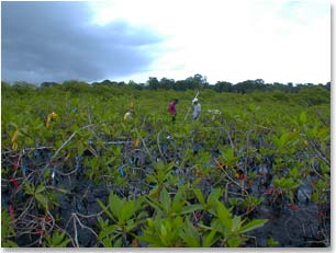 Mangroves in Bocas del Toro, Panama