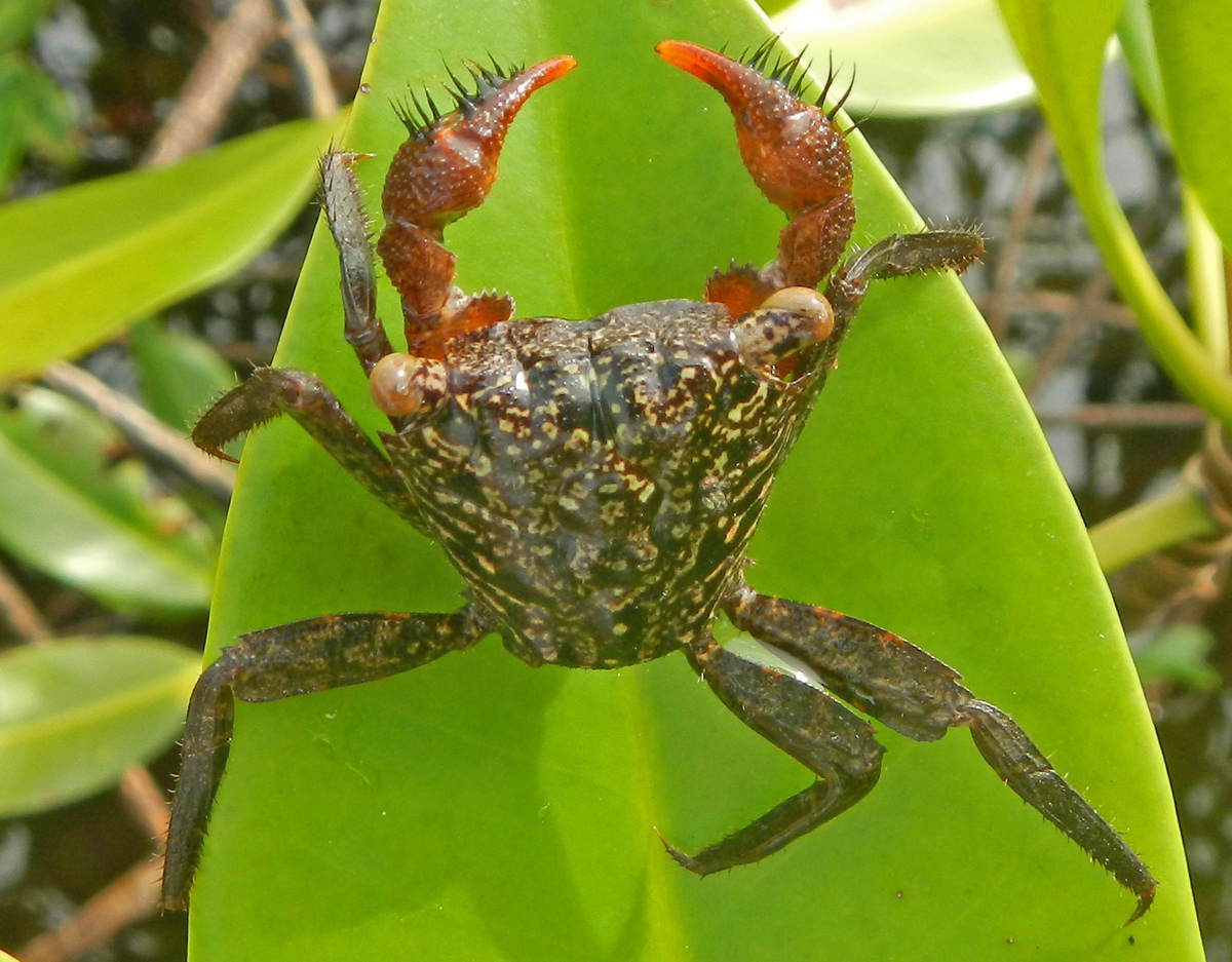 Mangrove tree crab (Aratus pisonii) on a mangrove leaf