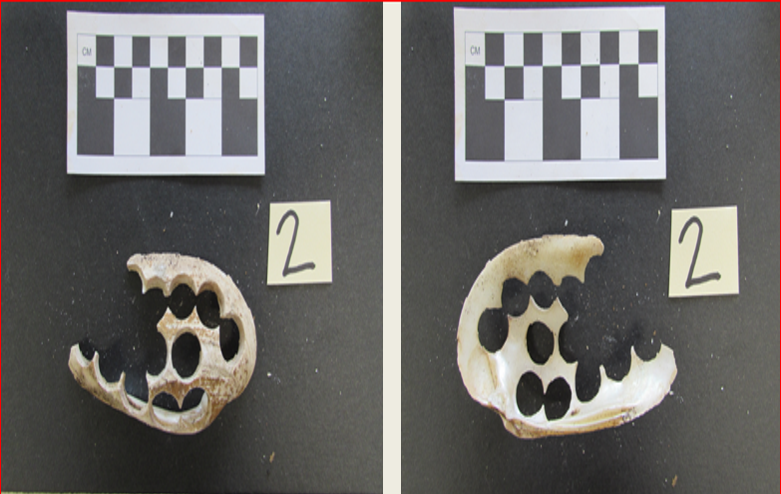 Two views of a yellow sandshell waste product