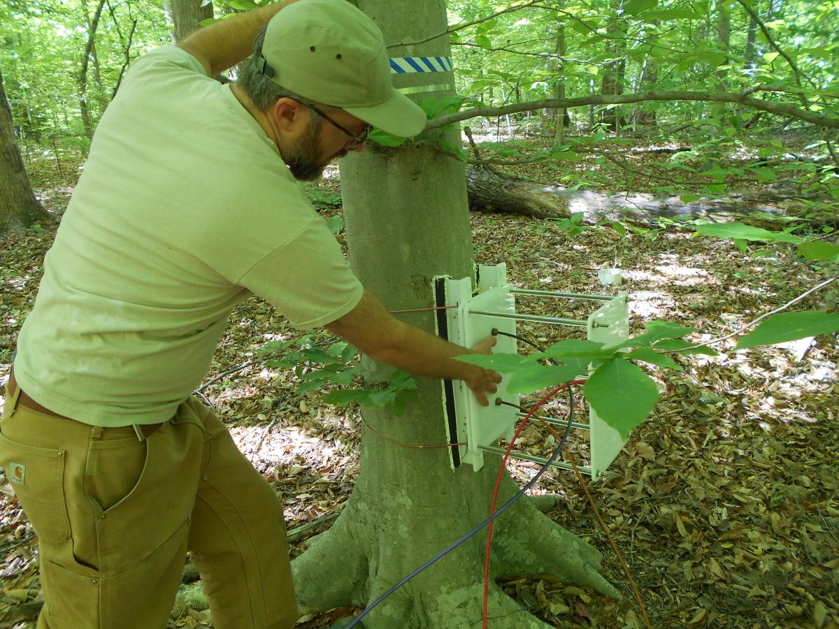 Scientist sets up instrument on tree to measure methane emissions