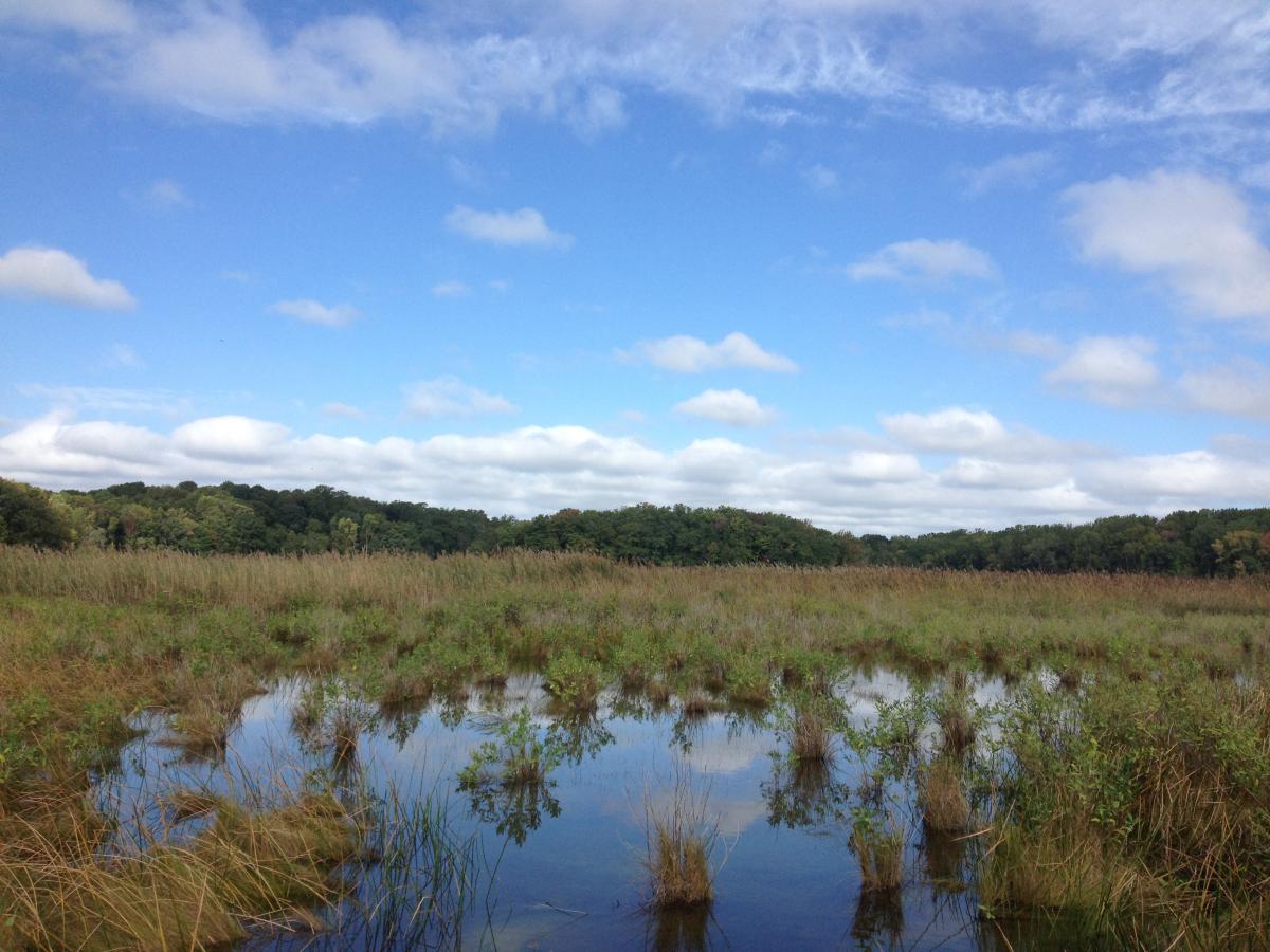 Flooded tidal marsh under blue sky