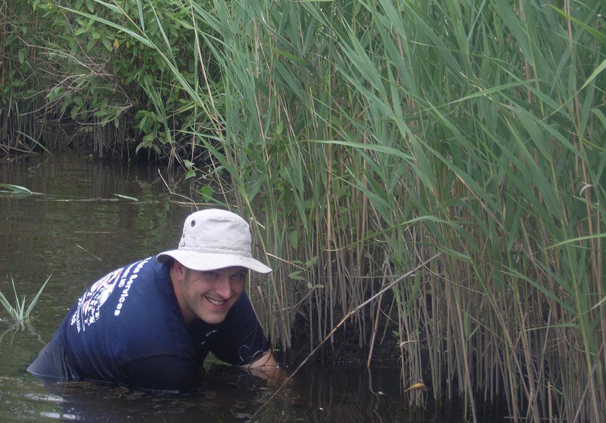 Scientists in water inspects Phragmites patch
