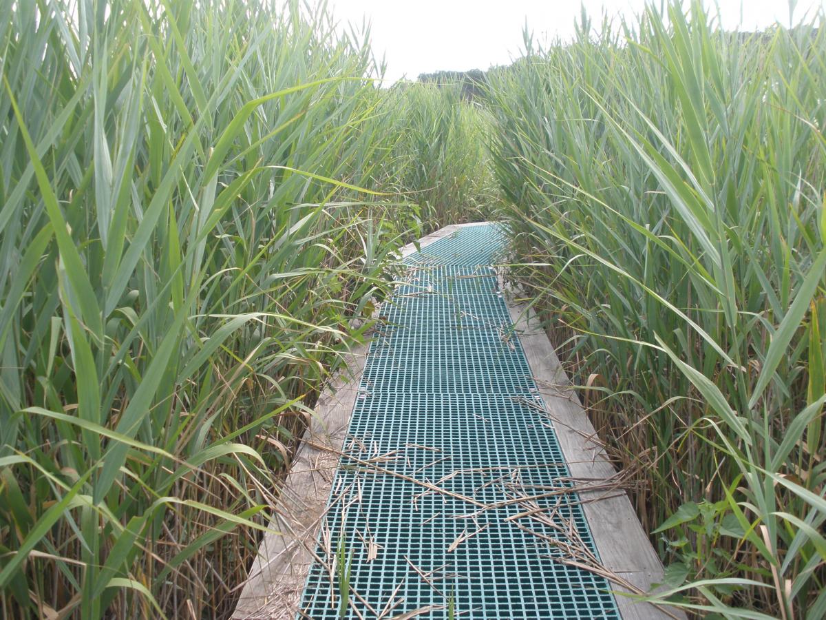 Boardwalk with invasive Phragmites reeds on both sides