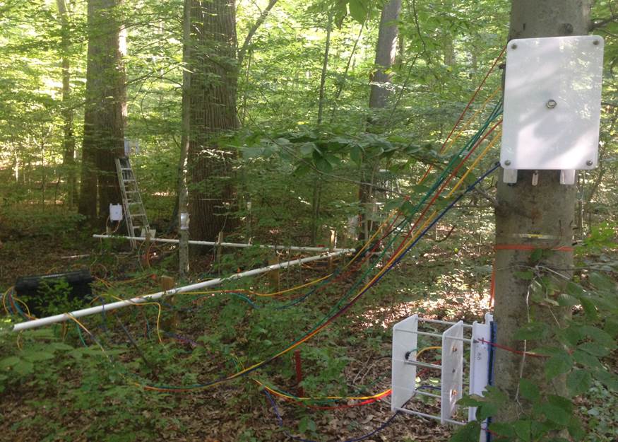 Tree in forest with white boxes and cords to measure methane emissions