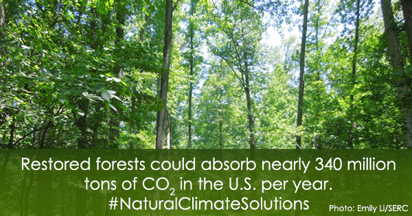twittercard_restoringforests.jpg