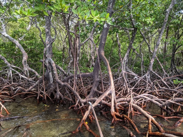 a red mangrove forest