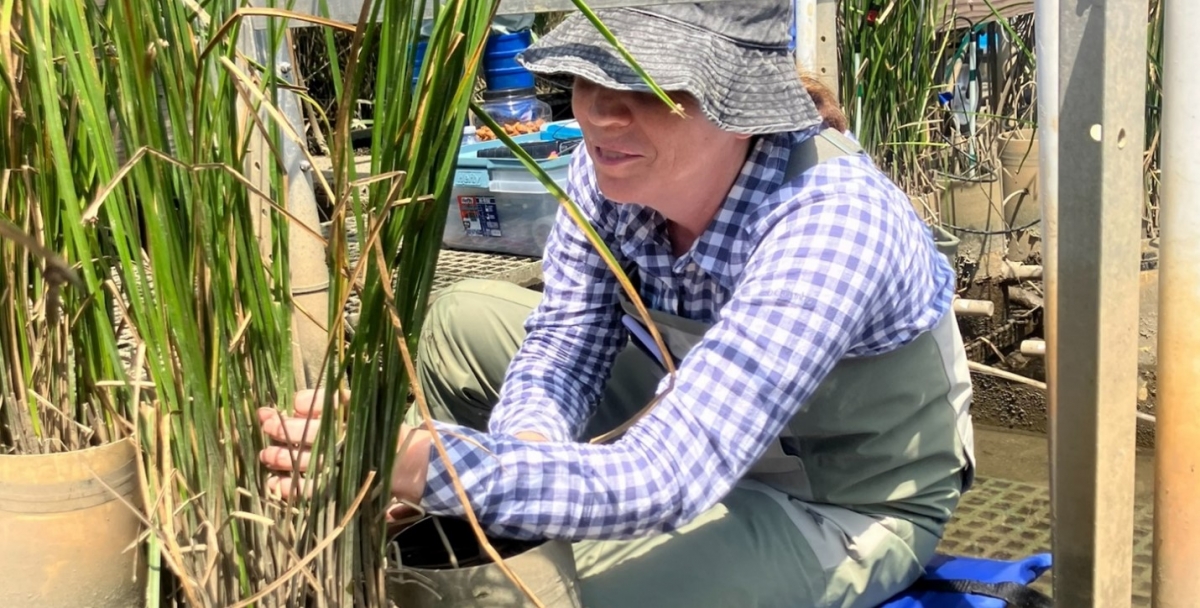 A volunteer wearing a hat, plaid shirt, and waders sits on a cushion and counts green stems on a sunny day.