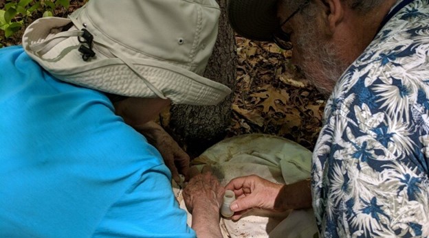 Charlie and Sue Staines are looking for beetles by inspecting a net and putting them in a plastic sampling bottle.