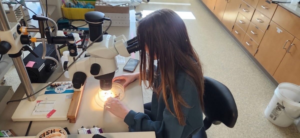 A volunteer, who is sitting down, looks at a sample in a petri dish under a microscope in a lab setting.