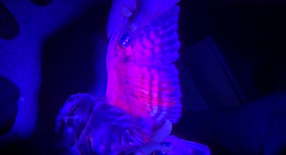 A Northern-Saw-Whet Owl in the dark illuminated with UV light, making  its feather bright pink.