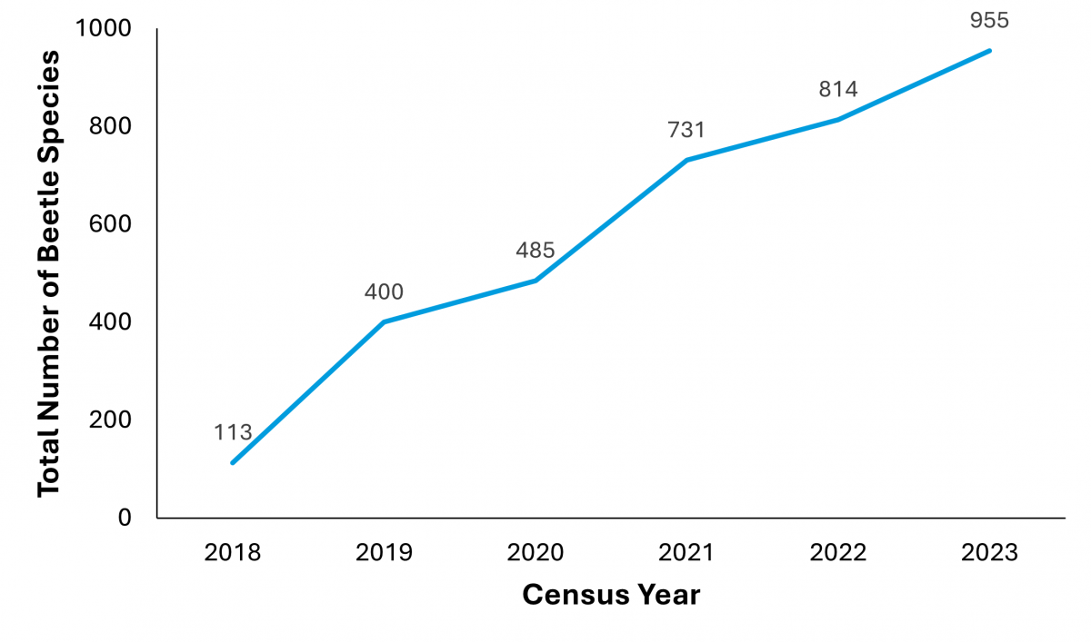 A line graph showing how the total number of beetle species found each year increases. From 2018 to 2023 the species has increased from 113 to 955.