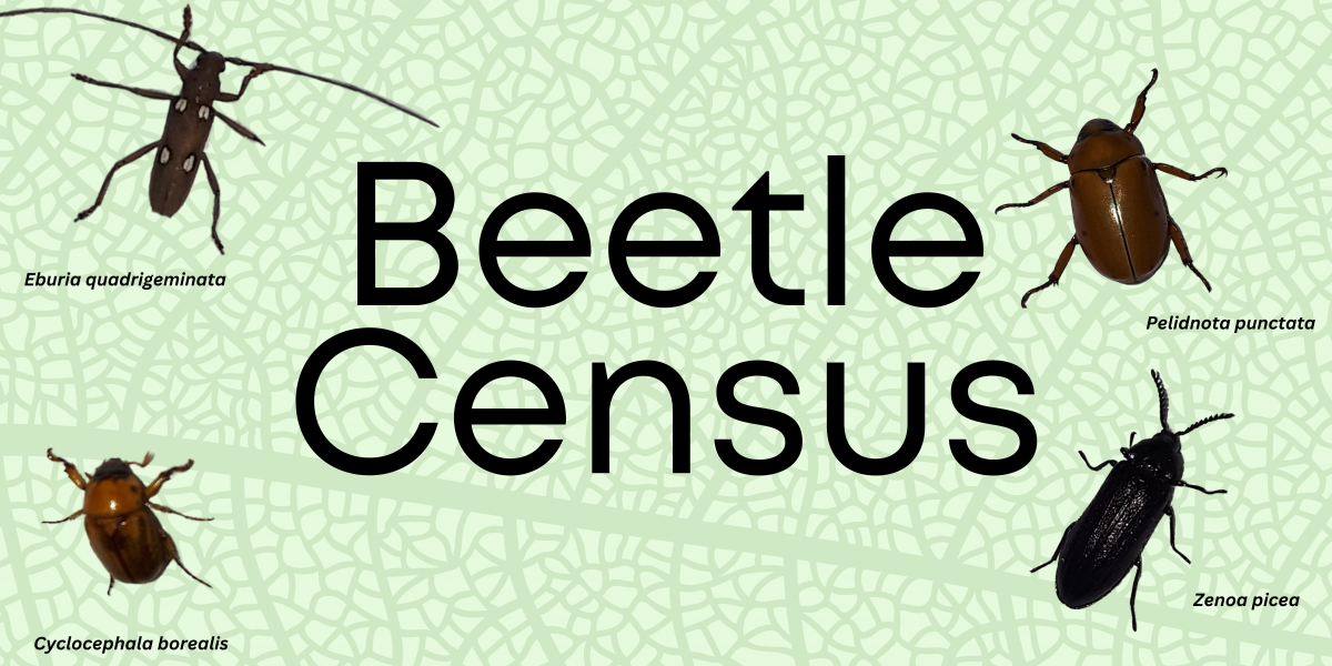 beetle-census-header.png