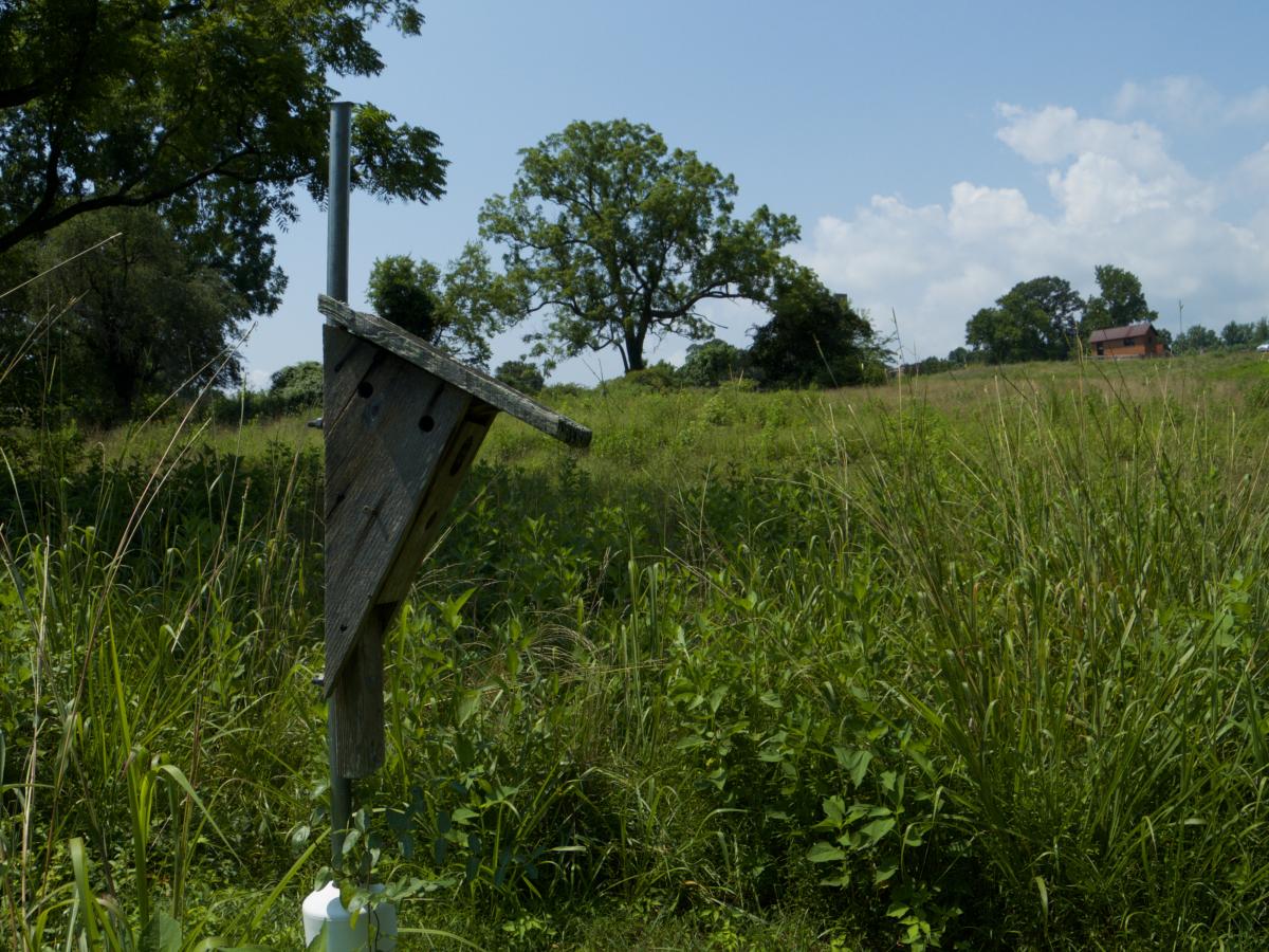 Bluebird box in field