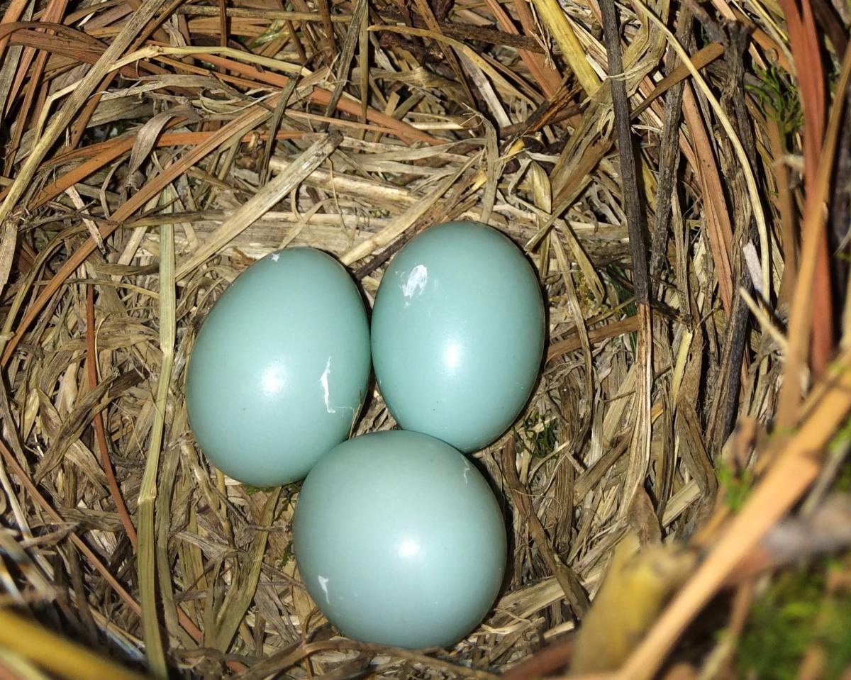 blue bird eggs