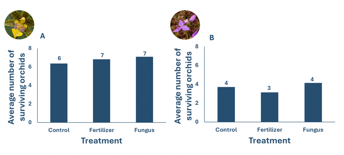 two bar charts that show the average number of surviving orchids for three treatments, control, fertilizer, and fungus for two species. 