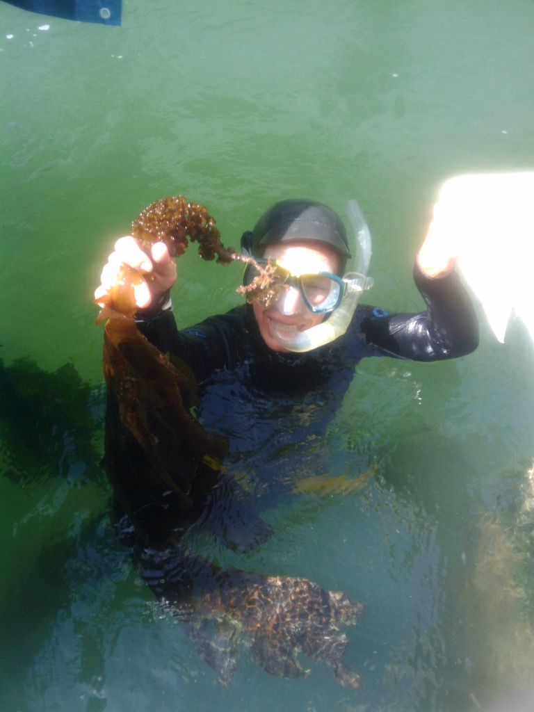 Diver pulling up kelp