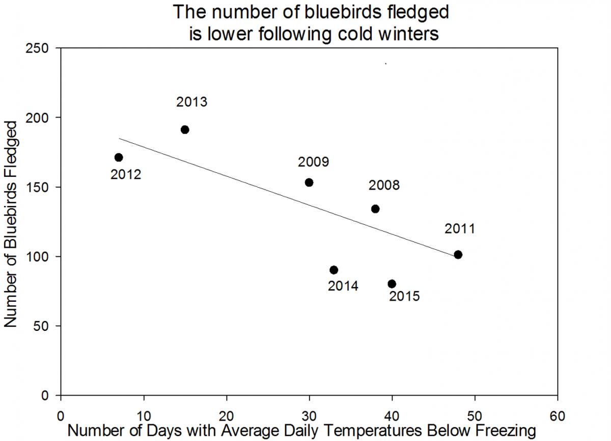bluebirds and temperature