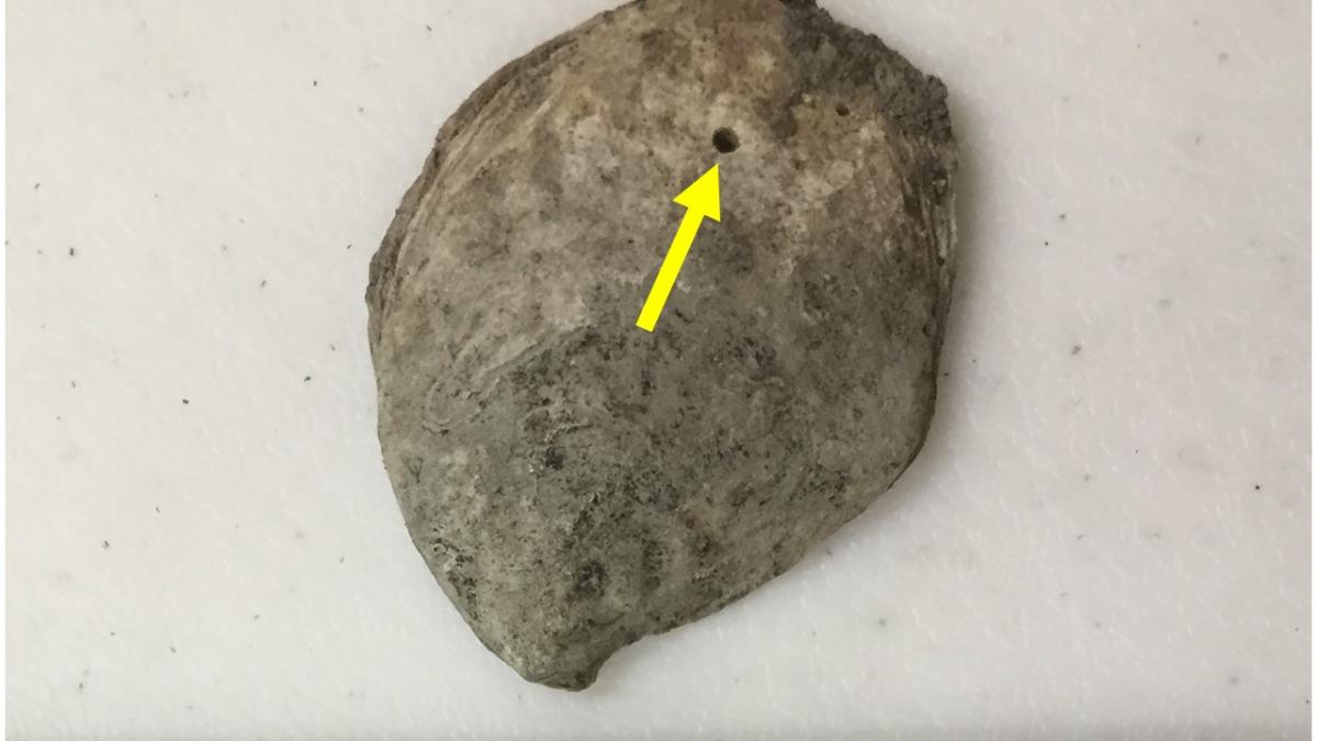 Arrow pointing at hole in oyster