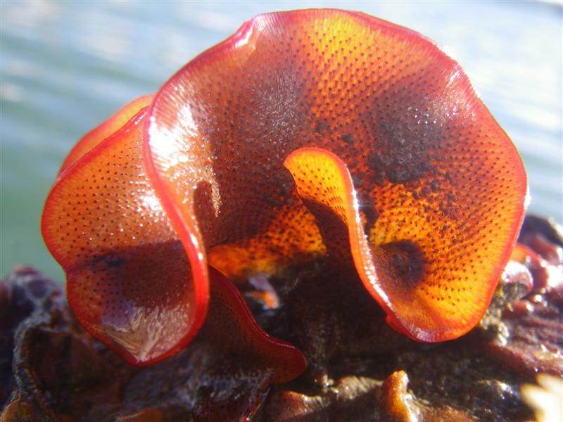 Encrusting Bryozoan